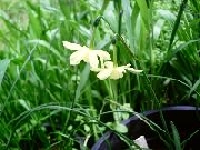 triandrus April Tears